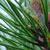 pine tree